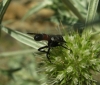 Cylindromyia sp. Meigen, 1803