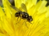 Dalmannia dorsalis (Fabricius, 1794)