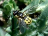 Dalmannia dorsalis (Fabricius, 1794)
