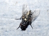 Dasyphora albofasciata (Macquart in Webb & Berthelot, 1839)