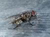Dasyphora albofasciata (Macquart in Webb & Berthelot, 1839)
