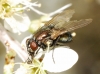 Dasyphora sp.
