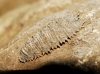 Dasysyrphus sp. Enderlein 1938