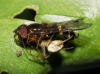 Dasysyrphus tricinctus (Falln, 1817)
