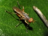 Dichetophora obliterata (Fabricius, 1805)