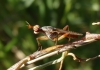 Dichetophora obliterata (Fabricius, 1805)