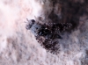 Dithryca guttulosa (Loew, 1869)