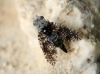 Dithryca guttulosa (Loew, 1869)