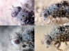 Dithryca guttulosa (Loew, 1869)