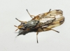 Dorycera graminum, a confirmar 1/2