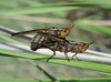 Dorycera graminum, a confirmar 1d2