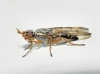 Dorycera graminum, a confirmar 2/2