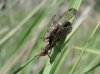 Dorycera graminum, a confirmar 2d2