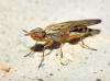 Dorycera sp. 1d3