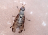 Dorycera sp. 1d3