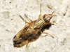 Dorycera sp. 2d3