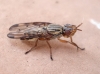 Dorycera sp. 2d3