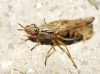 Dorycera sp. 3d3