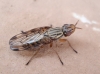 Dorycera sp. 3d3