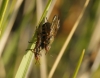 Dorycera sp.