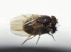 Drosophila (Drosophila) repleta Wollaston, 1858