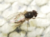 Drosophila (Drosophila) repleta Wollaston, 1858