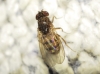 Drosophila (Drosophila) repleta Wollaston, 1858