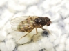 Drosophila (Drosophila) repleta Wollaston, 1858