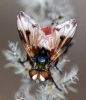 Ectophasia cf. oblonga (Robineau-Desvoidy, 1830)