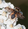 Ectophasia crassipennis (Fabricius, 1794)