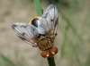 Ectophasia leucoptera (Rondani, 1865)