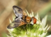 Ectophasia sp.