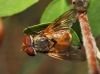 Ectophasia sp.