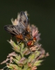 Ectophasia sp. Townsend, 1912