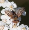 Ectophasia sp. Townsend, 1912