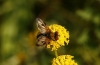 Ectophasia cf. crassipennis (Fabricius, 1794)