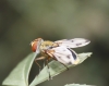 Ectophasia cf. leucoptera (Rondani, 1865)
