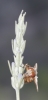 Ectophasia cf. leucoptera (Rondani, 1865)