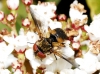 Ectophasia sp. Townsend, 1912