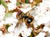 Ectophasia sp. Townsend, 1912