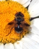 Ectophasia sp. Townsend, 1912