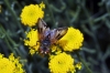 Ectophasia sp. Townsend, 1912