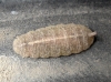 Epistrophe sp. ? 1d2