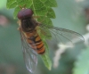 Episyrphus balteatus (De Geer, 1776)