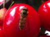 Episyrphus balteatus (De Geer, 1776)