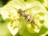 Episyrphus balteatus (De Geer, 1776)