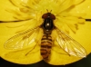 Episyrphus balteatus (De Geer, 1776)