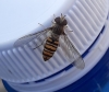 Episyrphus balteatus (De Geer, 1776)
