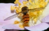 Episyrphus balteatus (De Geer, 1776)