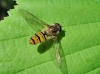 Episyrphus balteatus (De Geer, 1776)